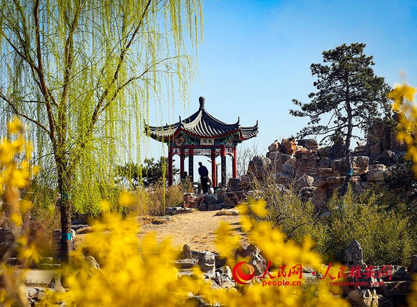 雄安郊野公園內(nèi)迎春花開(kāi)，柳樹(shù)抽芽。人民網(wǎng)宋燁文攝