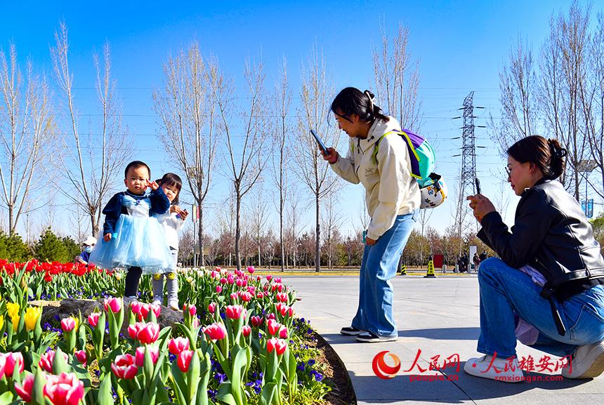 雄安悅?cè)莨珗@郁金香盛放，吸引了眾多游客前來(lái)踏青賞花。人民網(wǎng)宋燁文攝
