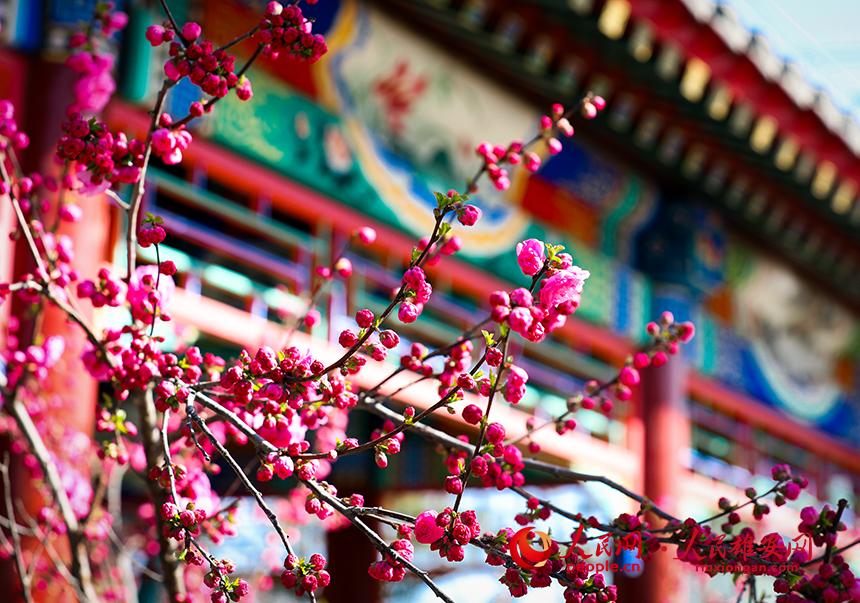 雄安郊野公園一角，枝頭綴滿花朵。人民網(wǎng)宋燁文攝